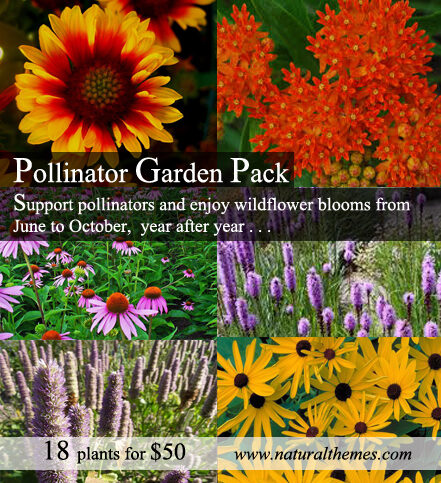 Pollinator Garden Pack 18 plants for  Mix and Match