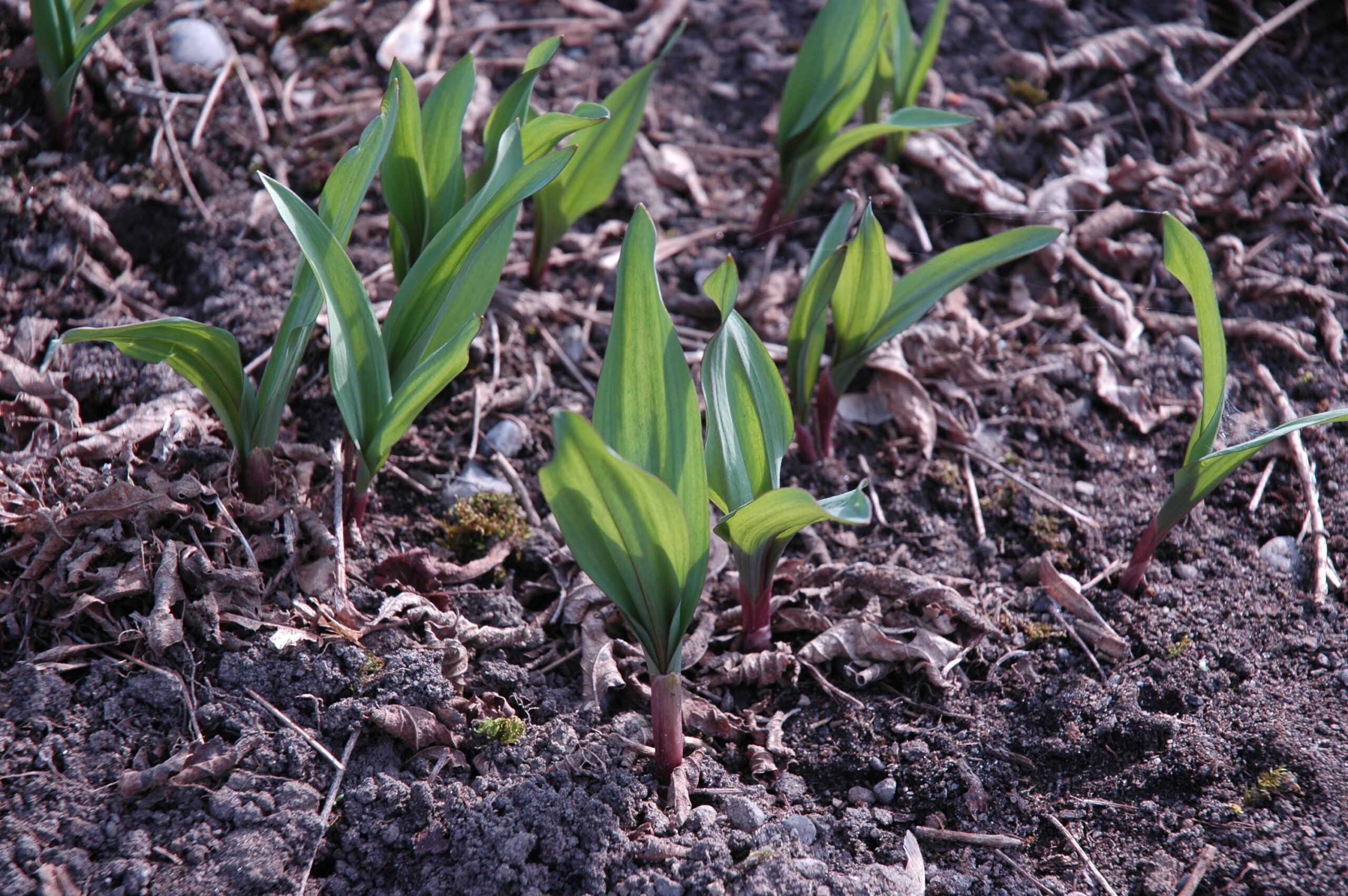 Allium-tricoccum2-scaled.jpg