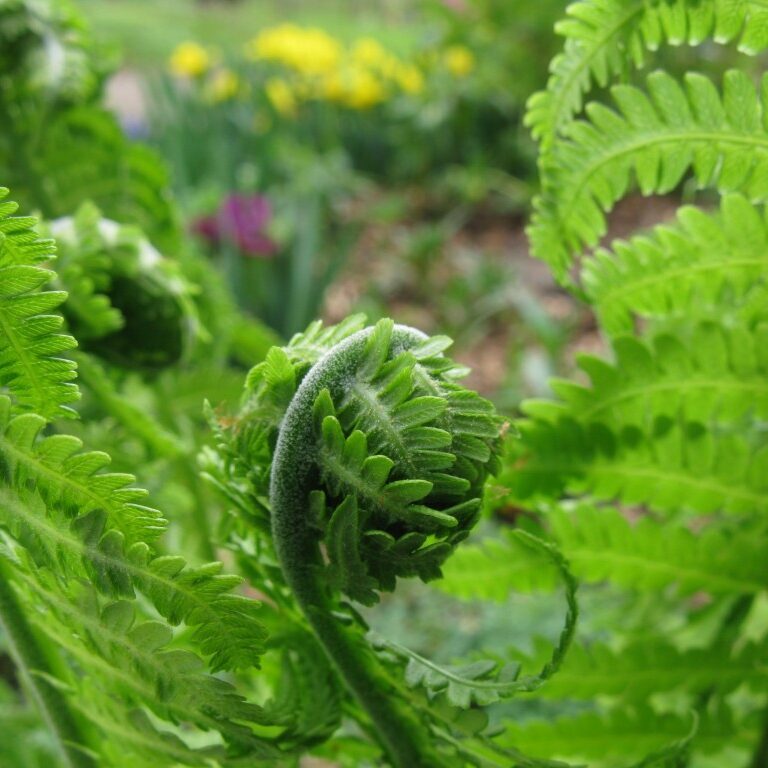 cropped-cropped-fern-green-fiddlehead-1918755-o-1024x768-1.jpg