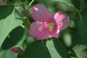 marsh hibiscus