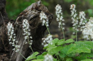 foamflower