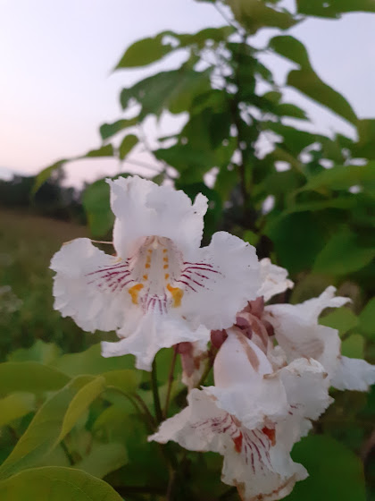 catalpa.jpg