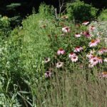 garden pic with grass