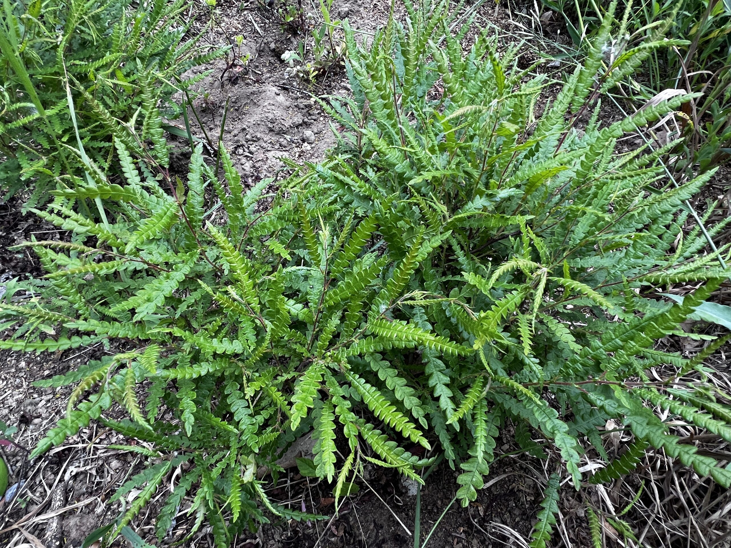 sweet-fern-scaled.jpeg