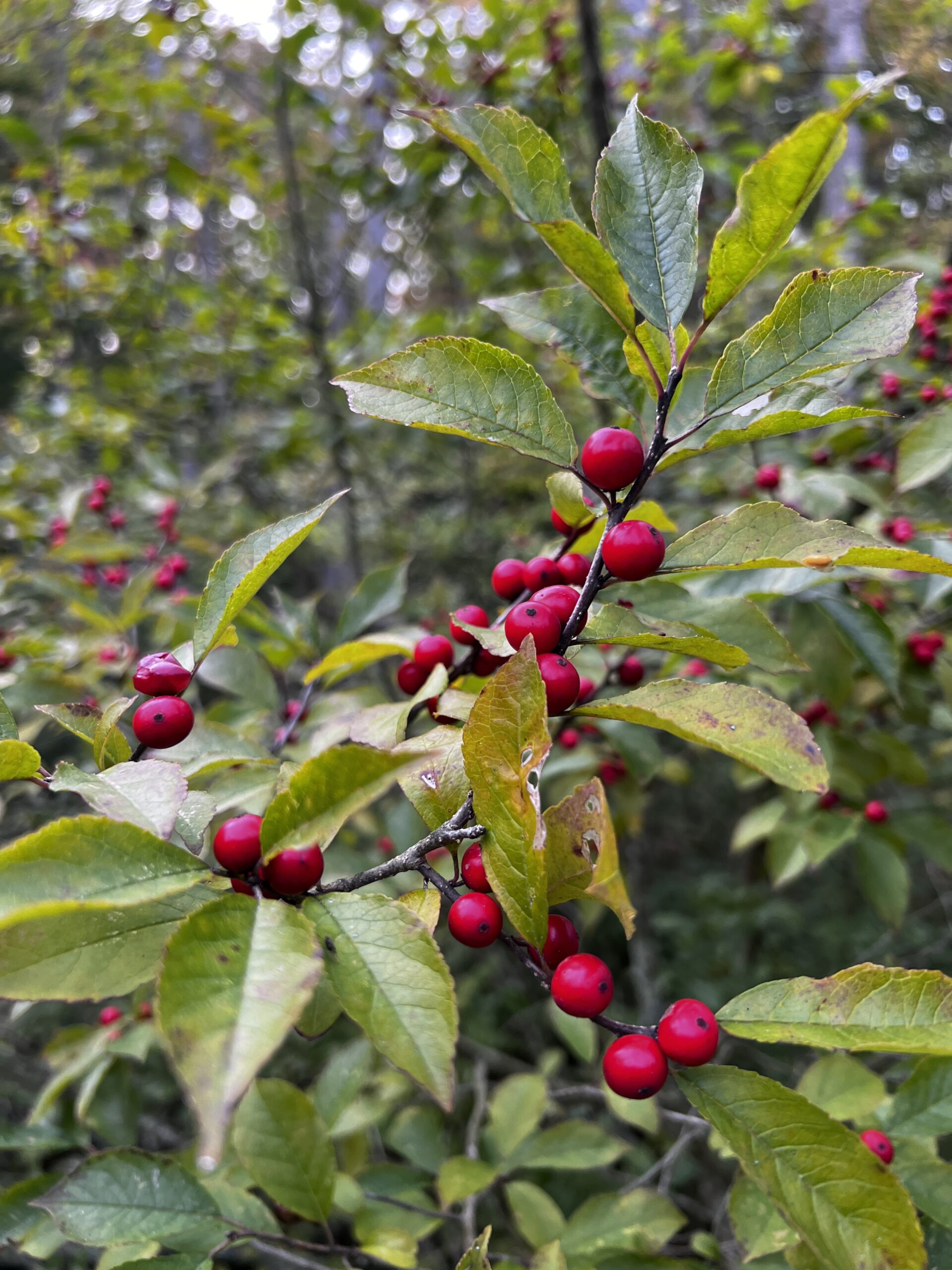 winterberry-scaled.jpg